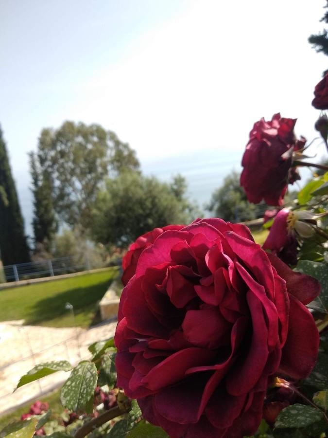 Hotel Theasis Paralia Sergoulas Dış mekan fotoğraf